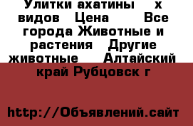 Улитки ахатины  2-х видов › Цена ­ 0 - Все города Животные и растения » Другие животные   . Алтайский край,Рубцовск г.